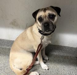 Shelter Stray Male Dog last seen Near E Valley Parkway, Escondido, CA, 92025, Escondido, CA 92027, USA