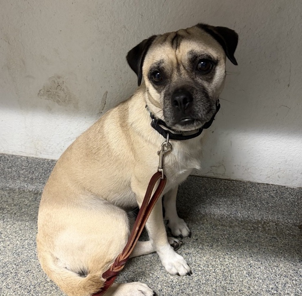 Shelter Stray Male Dog last seen Near E Valley Parkway, Escondido, CA, 92025, Escondido, CA 92027, USA