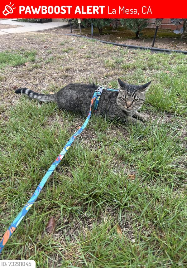 Lost Male Cat last seen Colony Rd, La Mesa, CA 91942
