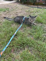 Lost Male Cat last seen Colony Rd, La Mesa, CA 91942
