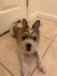 Reunited Unknown Dog last seen Near Rosemead Ave, Los Angeles, CA 90032, USA, Los Angeles, CA 90032