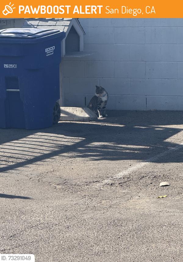 Found/Stray Unknown Cat last seen University and cartagena, San Diego, CA 92115