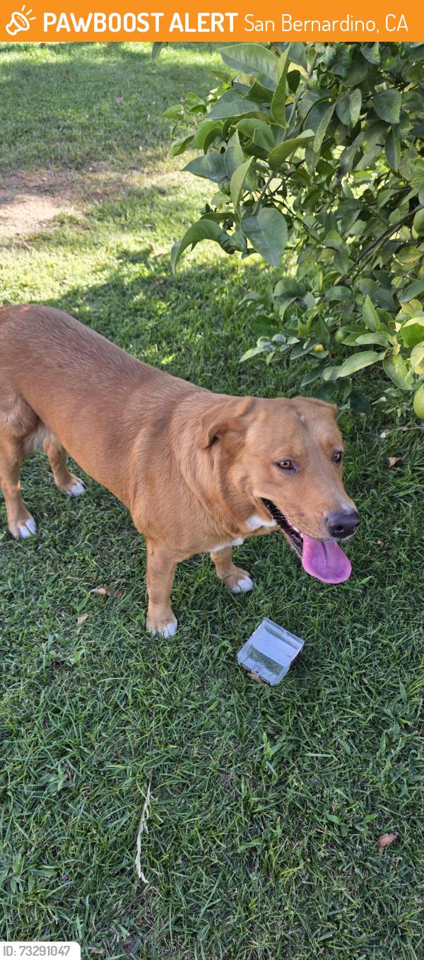 Found/Stray Unknown Dog last seen North Stoddard Ave., San Bernardino, CA 92407
