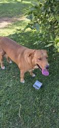 Found/Stray Unknown Dog last seen North Stoddard Ave., San Bernardino, CA 92407