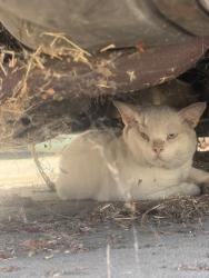 Found/Stray Male Cat last seen Firestone and pioneer, Norwalk, CA 90650