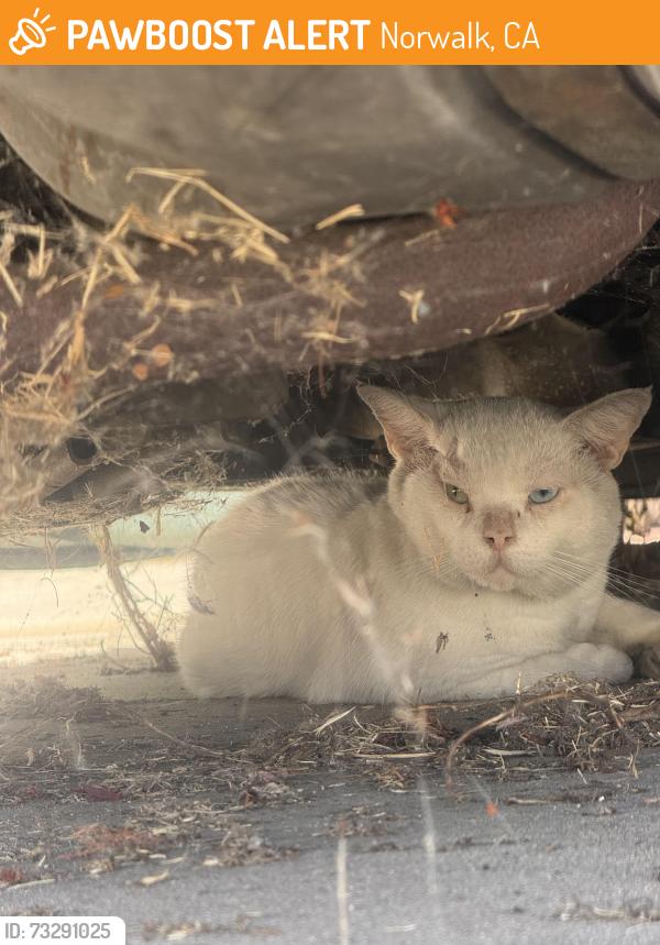 Found/Stray Male Cat last seen Firestone and pioneer, Norwalk, CA 90650