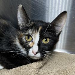 Shelter Stray Female Cat last seen , 4575 E Mesquite Ave, Palm Springs, CA 92264, USA