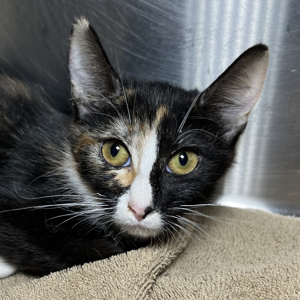 Shelter Stray Female Cat last seen , 4575 E Mesquite Ave, Palm Springs, CA 92264, USA