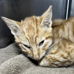 Shelter Stray Male Cat last seen , 4575 E Mesquite Ave, Palm Springs, CA 92264, USA