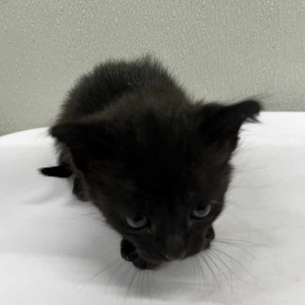 Shelter Stray Female Cat last seen , 3607 N Armenia Ave, Tampa, FL 33607, USA