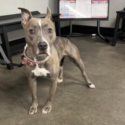 Shelter Stray Female Dog last seen , 3607 N Armenia Ave, Tampa, FL 33607, USA