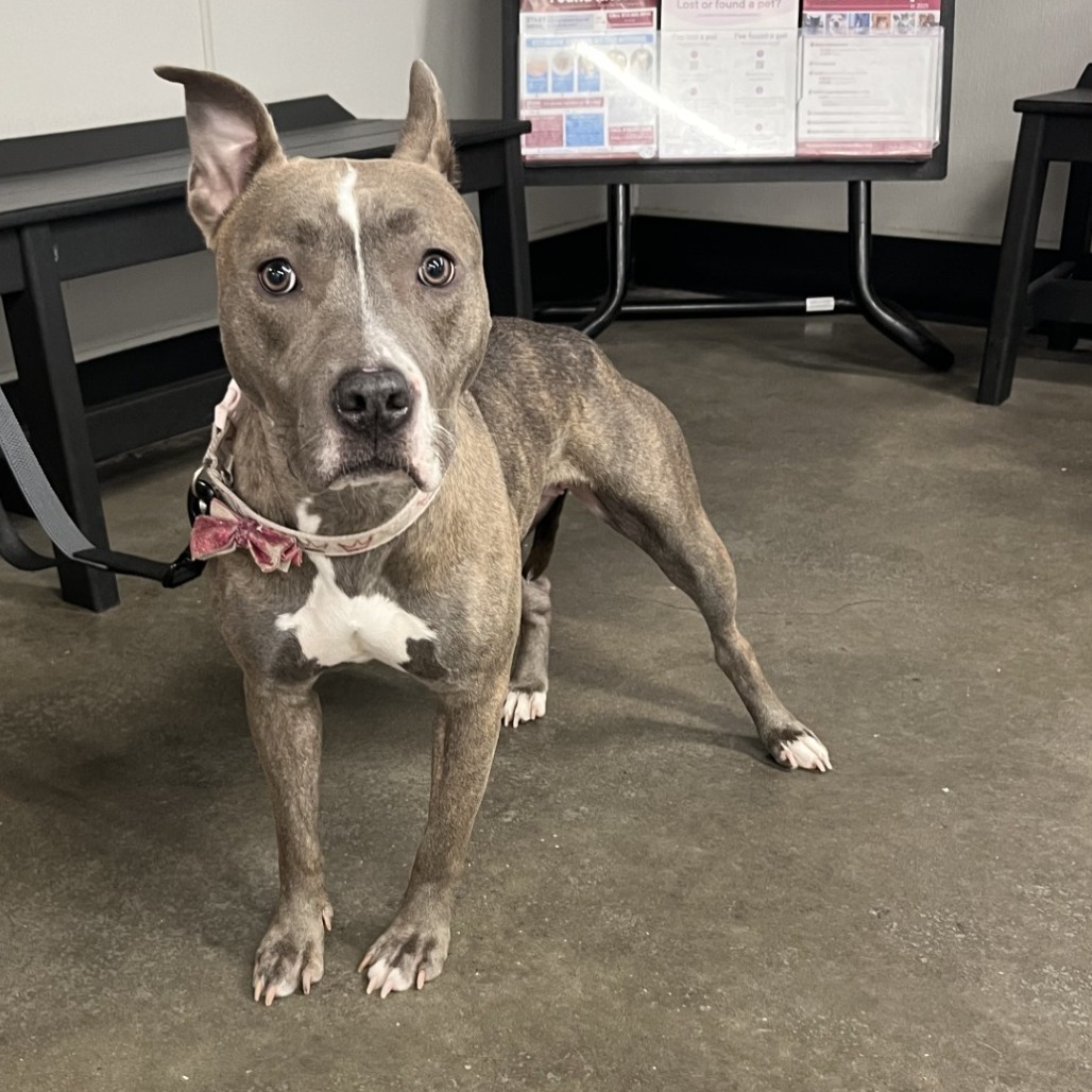 Shelter Stray Female Dog last seen , 3607 N Armenia Ave, Tampa, FL 33607, USA