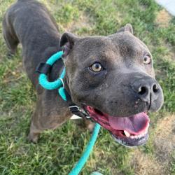 Shelter Stray Male Dog last seen , Animal Care & Control Team of Philly, 111 W Hunting Park Ave, Philadelphia, PA 19140, USA