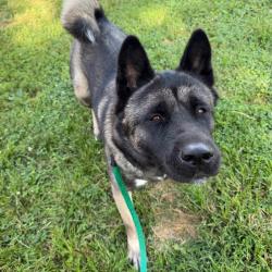 Shelter Stray Female Dog last seen , Animal Care & Control Team of Philly, 111 W Hunting Park Ave, Philadelphia, PA 19140, USA