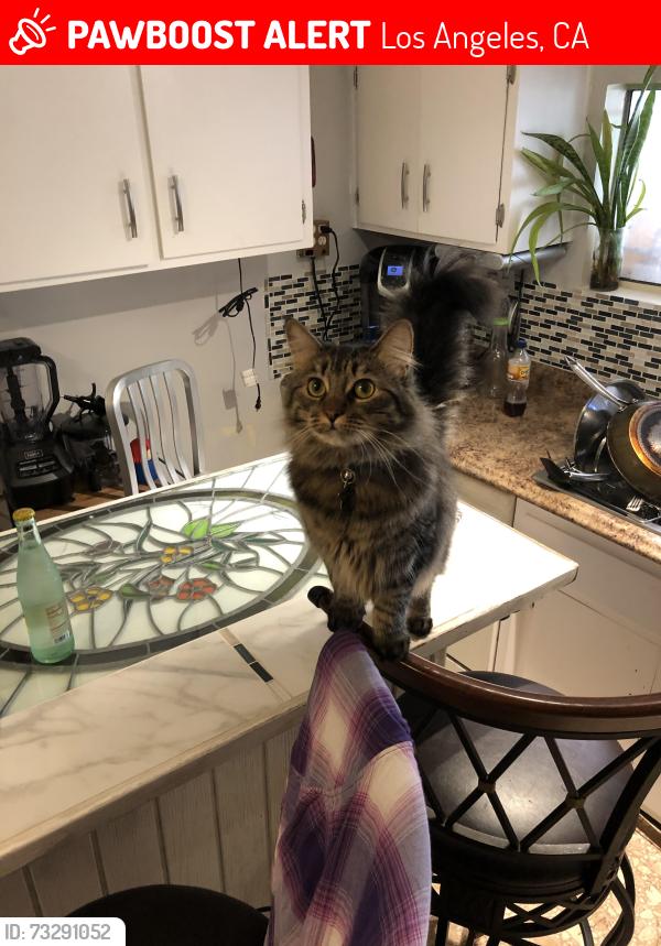 Lost Female Cat last seen Valaho dr and mountair ave, Los Angeles, CA 91042