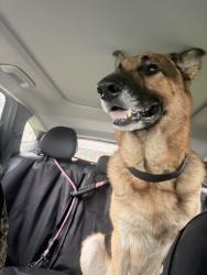 Found/Stray Male Dog last seen Lebanon & Cedarcrest, Baton Rouge, LA 70816