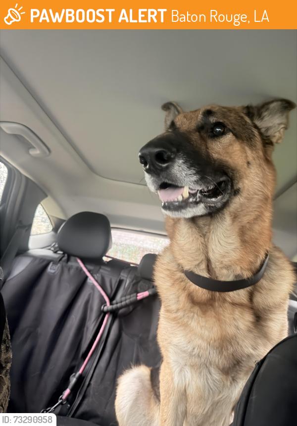 Found/Stray Male Dog last seen Lebanon & Cedarcrest, Baton Rouge, LA 70816