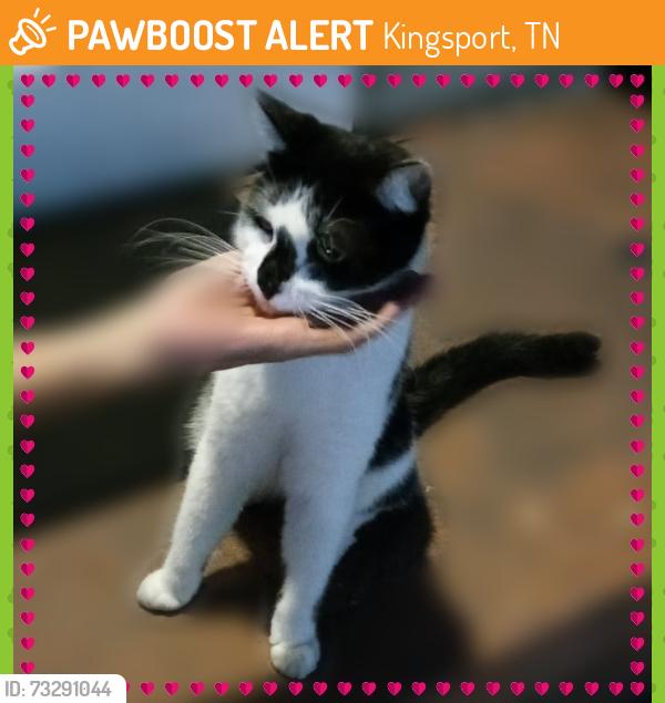 Found/Stray Unknown Cat last seen Highland neighborhood, Kingsport, TN 37660