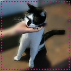 Found/Stray Unknown Cat last seen Highland neighborhood, Kingsport, TN 37660