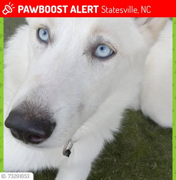 Lost Female Dog last seen Abner rd, Statesville, NC 28677