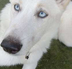 Lost Female Dog last seen Abner rd, Statesville, NC 28677