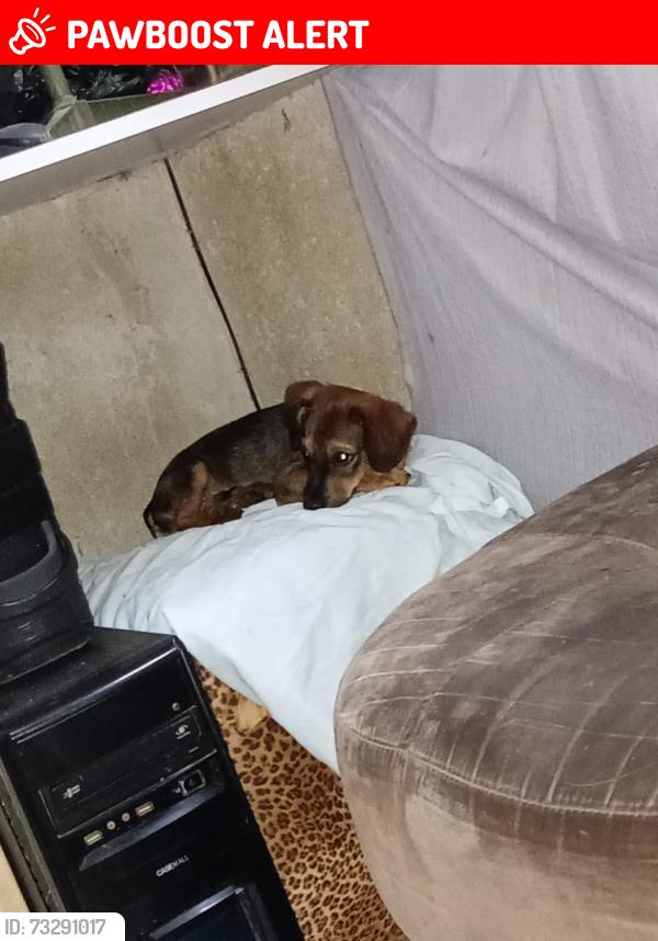 Lost Male Dog last seen Rua tremendal 39, Nossa Senhora de Fatima, MG 34600-075