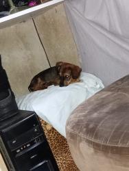 Lost Male Dog last seen Rua tremendal 39, Nossa Senhora de Fatima, MG 34600-075