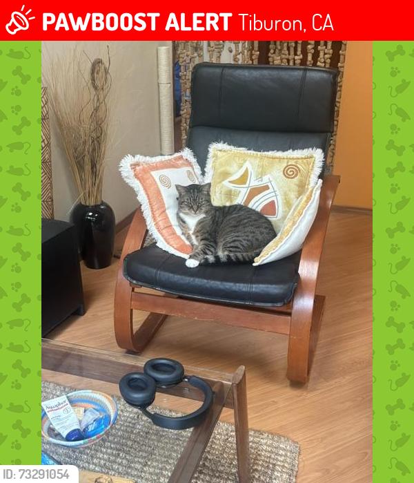Lost Male Cat last seen Karen Way, Tiburon, CA 94920
