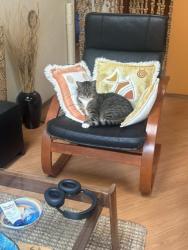 Lost Male Cat last seen Karen Way, Tiburon, CA 94920