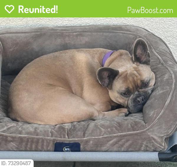Reunited Female Dog last seen Main Street, Alhambra, CA 91801