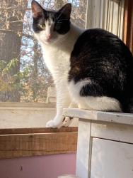 Lost Female Cat last seen Linwood twp Thames, 216th & Volga, Wyoming, MN 55092