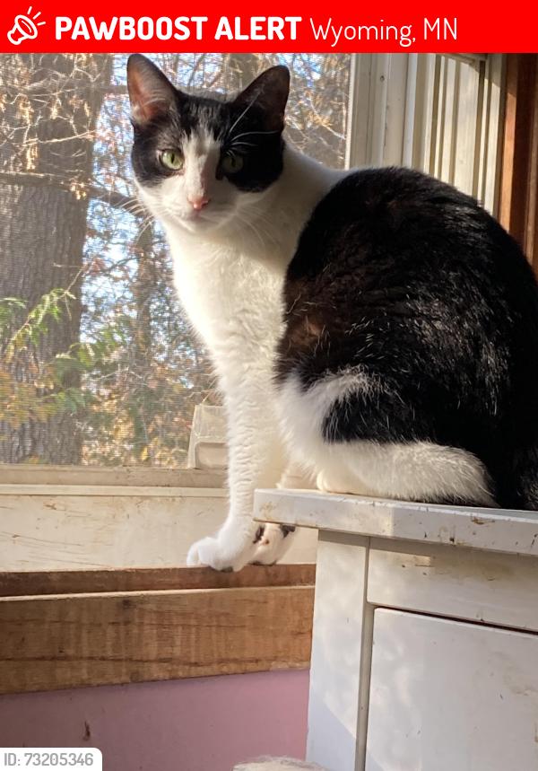 Lost Female Cat last seen Linwood twp Thames, 216th & Volga, Wyoming, MN 55092