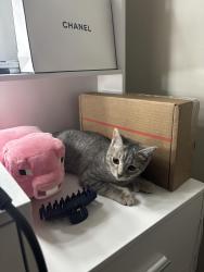 Reunited Female Cat last seen Isleta, Albuquerque, NM 87105