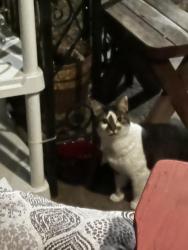 Found/Stray Unknown Cat last seen Andrews Park, Champlin, MN 55316