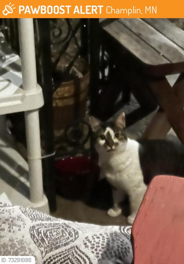 Found/Stray Unknown Cat last seen Andrews Park, Champlin, MN 55316