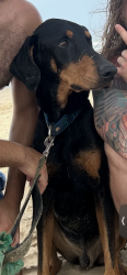 Reunited Male Dog last seen The Riverwalk, San Antonio, TX 78205