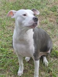 Reunited Female Dog last seen Goldenrod and Pershing, Orange County, FL 32822