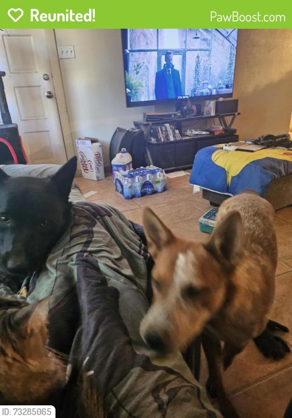 Reunited Male Dog last seen 48th Avenue and Thunderbird, Glendale, AZ 85306
