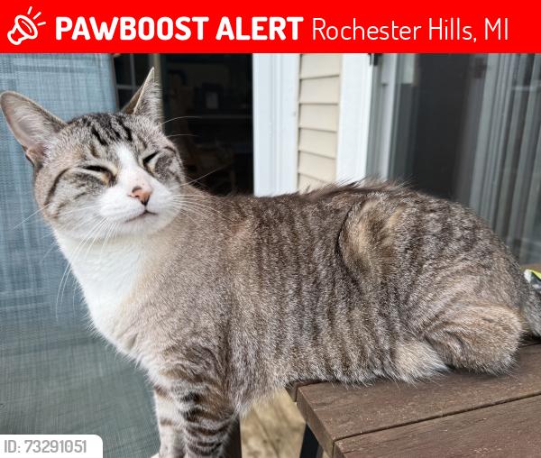 Lost Male Cat last seen Highsplint between Dawson and Warrington Rd, Rochester Hills, MI 48307