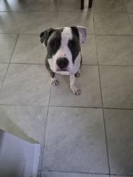 Reunited Female Dog last seen Goldenrod and Pershing, Orange County, FL 32822