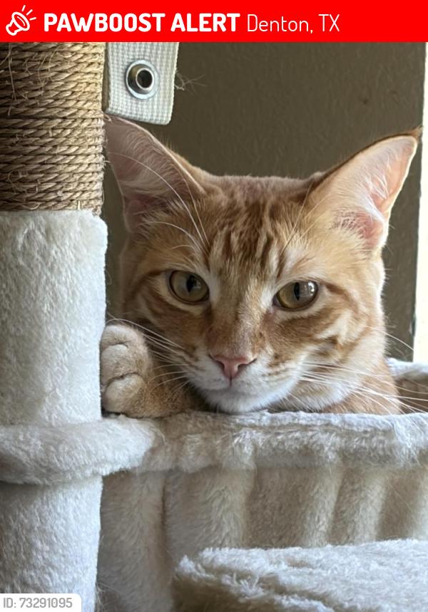 Lost Male Cat last seen Teasley Harbor, Denton, TX 76210