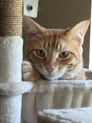 Lost Male Cat last seen Teasley Harbor, Denton, TX 76210