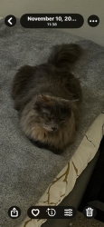 Reunited Female Cat last seen 30th st e and ave R in Palmdale, Palmdale, CA 93550