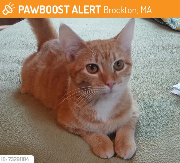 Found/Stray Male Cat last seen between West Elm and Spring St., Brockton, MA 02301