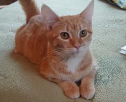 Found/Stray Male Cat last seen between West Elm and Spring St., Brockton, MA 02301