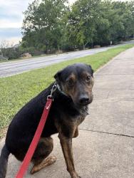 Reunited Male Dog last seen Wimbledon Dr and Inverness, Lawrence, KS 66047