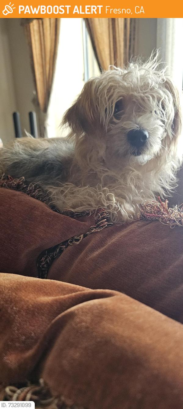 Found/Stray Male Dog last seen Tenaya & Figarden, Fresno, CA 93711