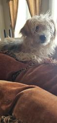 Found/Stray Male Dog last seen Tenaya & Figarden, Fresno, CA 93711