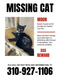 Lost Male Cat last seen water street, Springfield, OR 97477