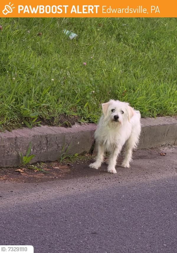 Found/Stray Unknown Dog last seen Arch street, Edwardsville, PA 18704